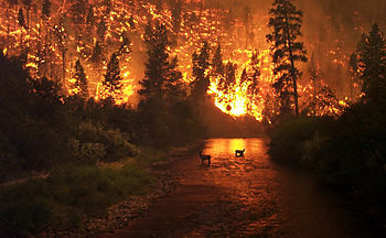 Фото: Лесной пожар