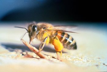 Фото: пчелы-убийцы