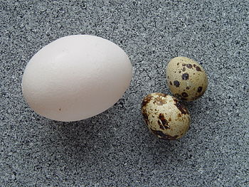 Фото: Яйцо пищевое