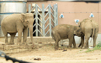 Фото: слоны